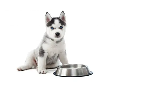 anjing husky
